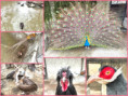 /album/trend/102-birds-jpg/